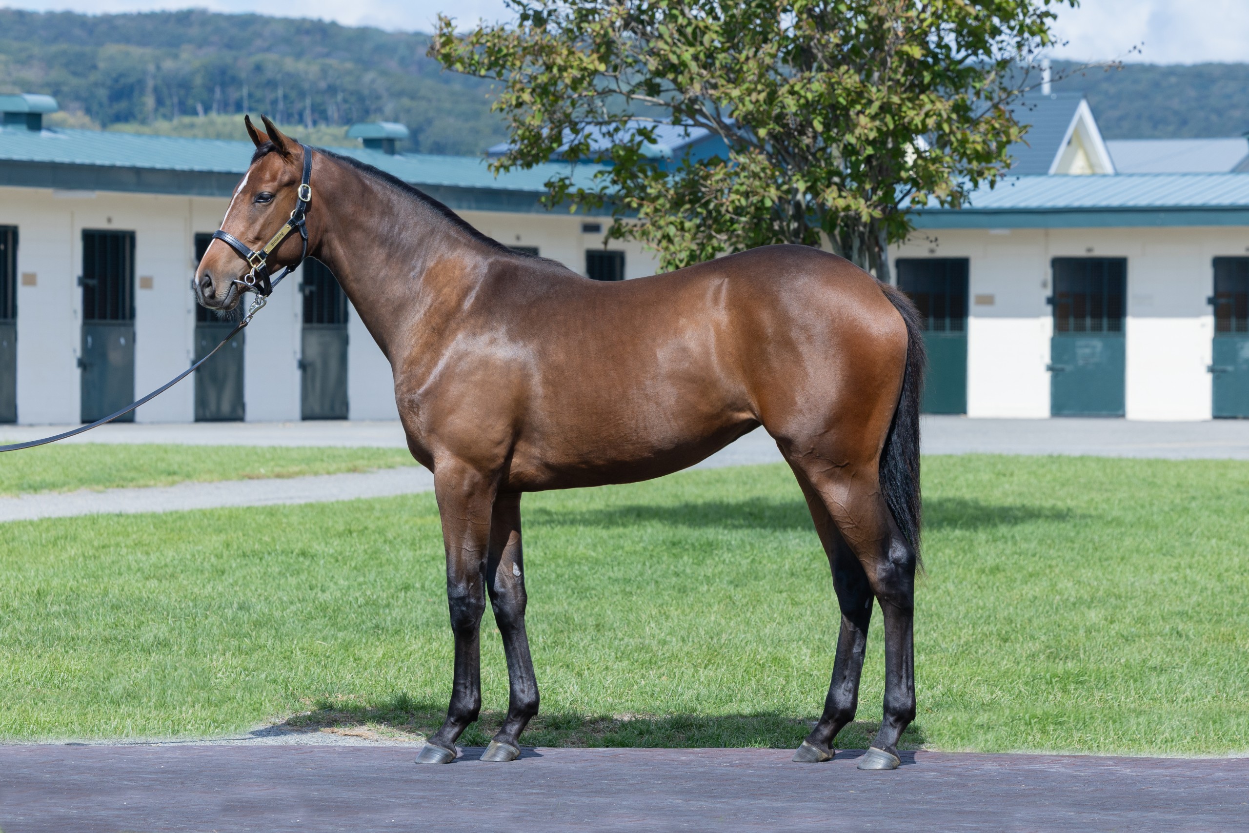 ガルフパールⅡの24 - 画像 1